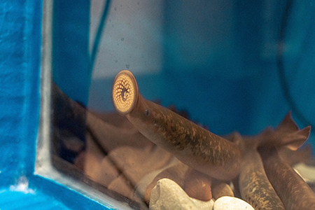 A sea lamprey swims inside a tank a the W.E. Upjohn M.D. Campus in Kalamazoo